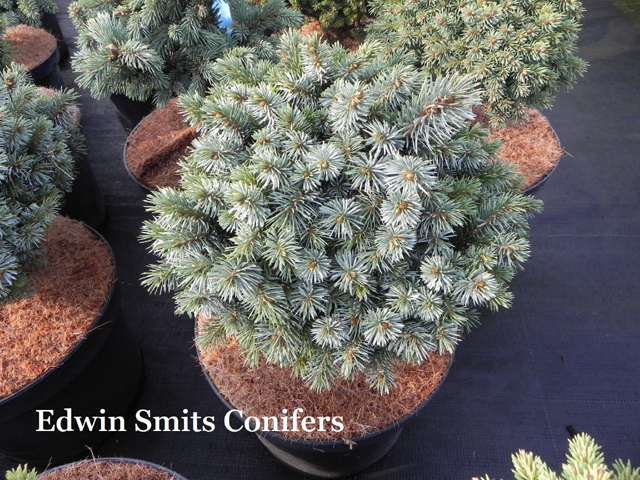 Picea sitchensis 'Jupiter'